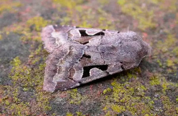 Observación de mariposas nocturnas