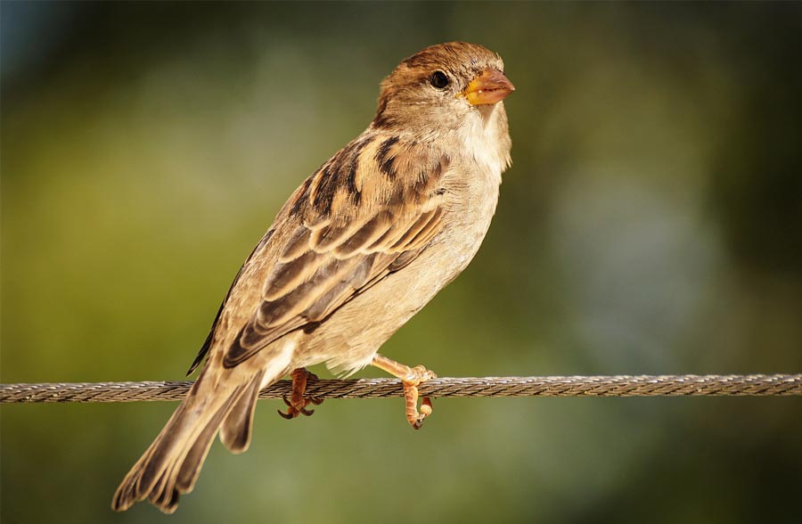 Natur ibilbidea Euskara landu