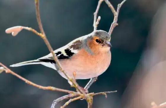 Observación de aves invernantes